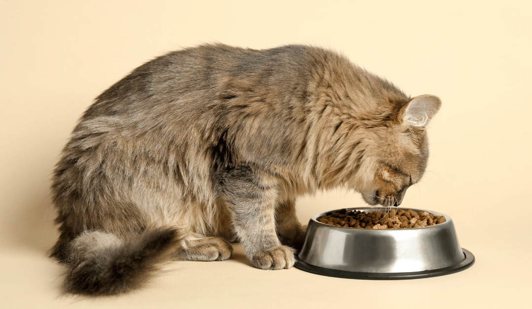 Support Dallas Pet Food Pantries & Keep Pets With Their Families