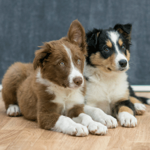 two dogs in Dallas, TX