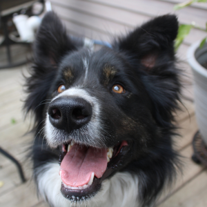 dog with PCPSI dog walker in Dallas, TX