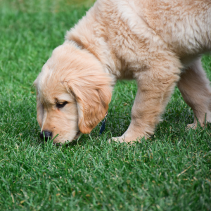 dog walking with PCPSI dog walker in Dallas, TX