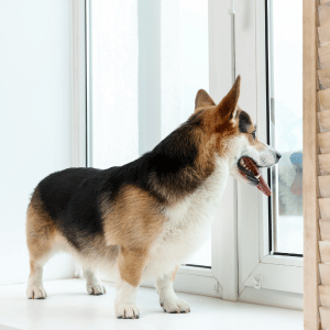 dog looking out window i Dallas, TX