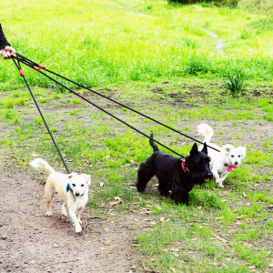3 dogs walking with PCPSI dog walker in Dallas, TX