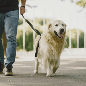 dog walker Dallas Texas PCPSI dog walker