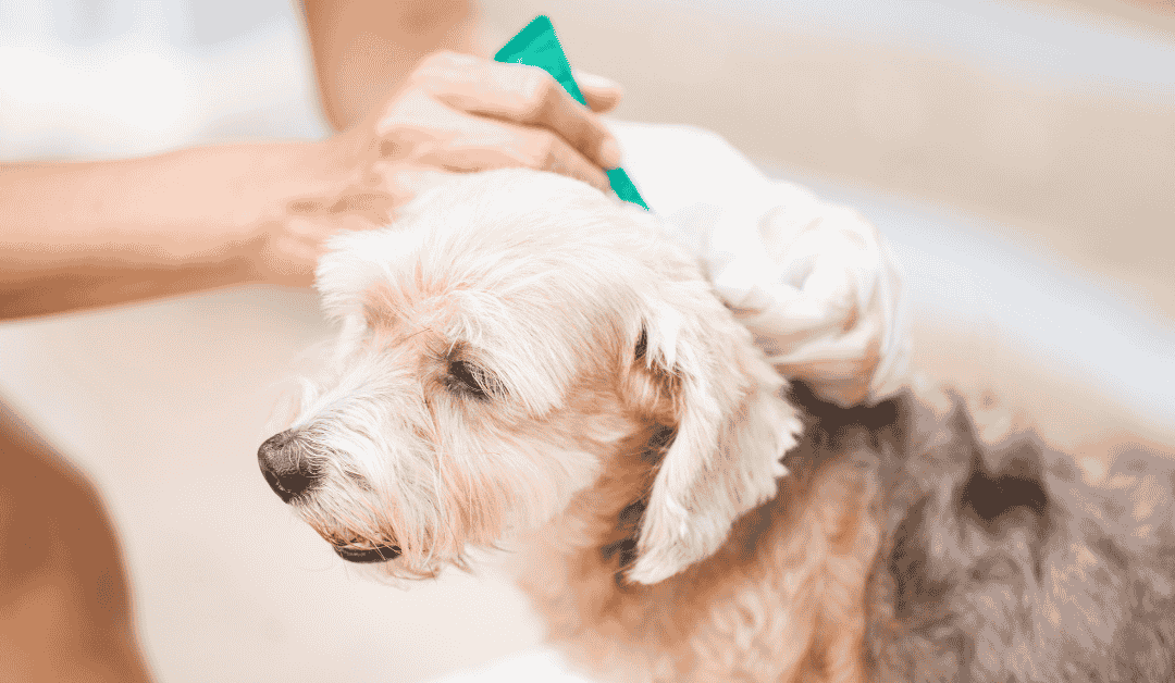 Year-Round Flea, Tick, and Heartworm Prevention in the Dallas Metroplex