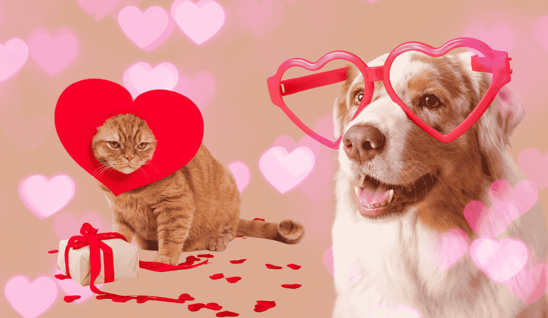 Do Pets Feel Love? A Valentine’s Day Look at Emotions in Cats and Dogs
