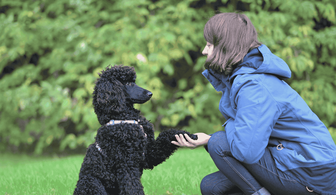 3 Ways Dog Walking and Dog Training Go Hand in Hand