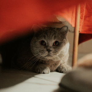 cat with PCPSI cat sitter in Dallas, Texas