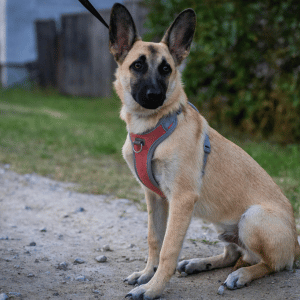 dog in Dallas with dog walker
