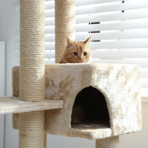 cat with PCPSI cat sitter in Dallas, Texas