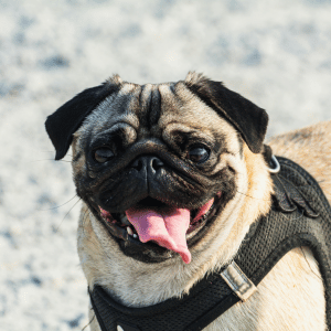 pug on a harness with a Park Cities Pet Care Pet Sitters dog walker