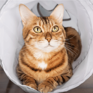 cat with PCPSI cat sitter in Dallas, Texas