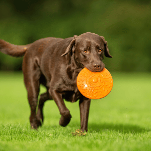 dog in Dallas yard playing frisbee
