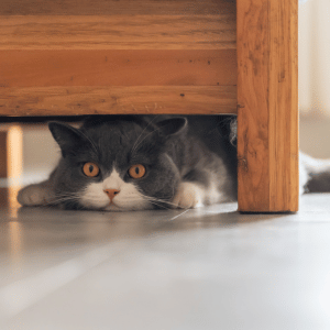 cat with PCPSI cat sitter in Dallas, Texas