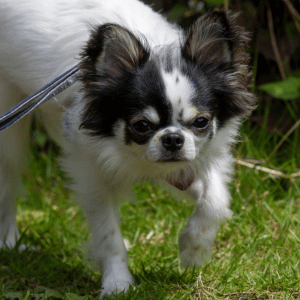 old dog on walk with PCPSI dog walker in Dallas, Texas