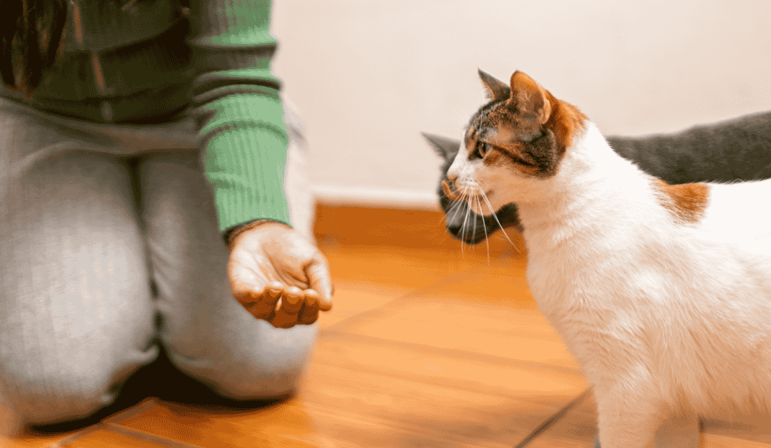 3 Things Dallas Cats Want From Their Cat Sitters