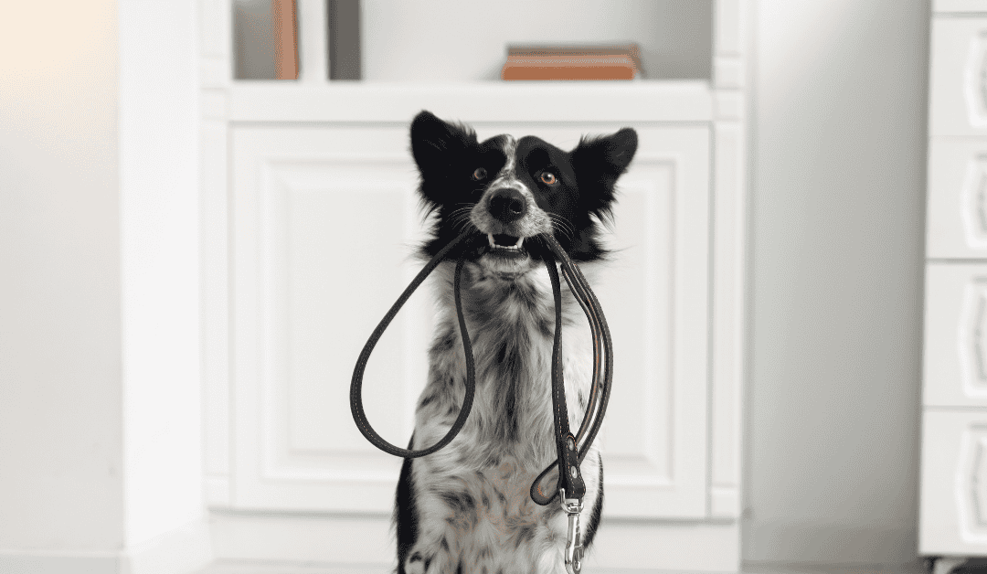 How Long Dogs Should Walk and How Often