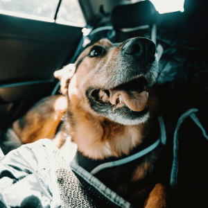 National Pet First Aid Month in Dallas dog in cat during pet first aid emergency