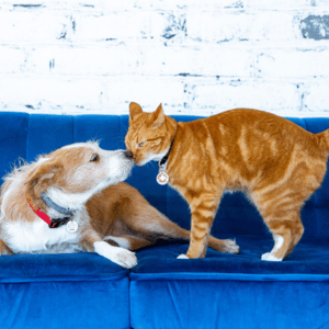 Pet First Aid 4U Class in Dallas, Texas Casey & Kona