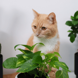 cat surrounded by plants in Dallas, TX