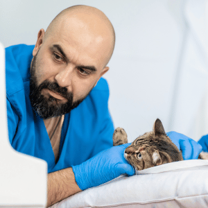 cat at vet in Dallas, Texas