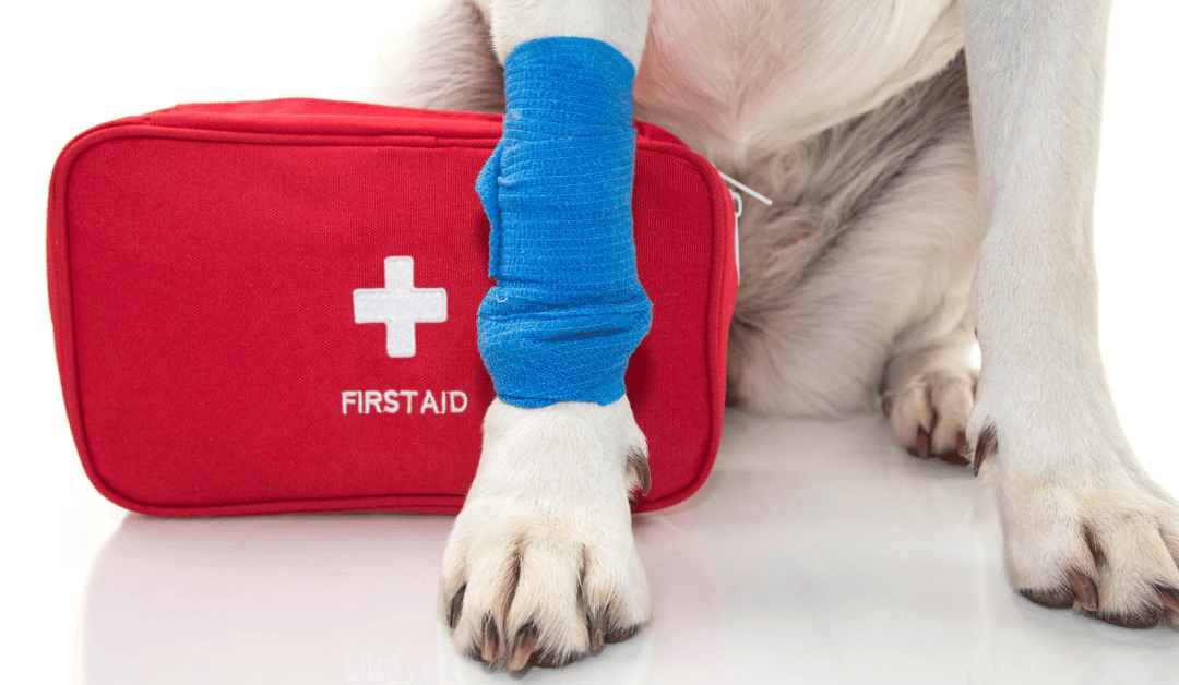 National Pet First Aid Awareness Month in Dallas: Are You Prepared?