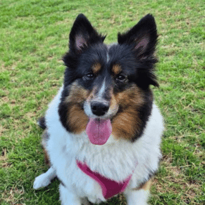 DOG WITH PCPSI DOG WALKER IN THE DALLAS METROPLEX
