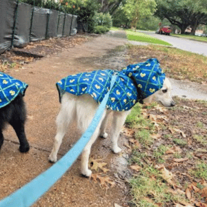 DOGS WITH PCPSI DOG WALKER IN THE DALLAS METROPLEX