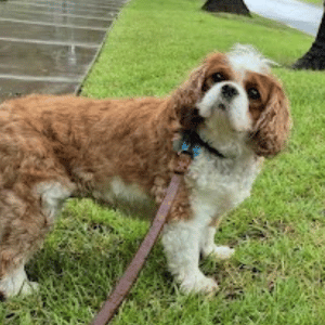 DOG WITH PCPSI DOG WALKER IN THE DALLAS METROPLEX