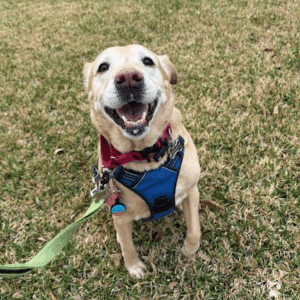 HAPPY DOG WITH PCPSI DOG WALKER IN THE DALLAS METROPLEX