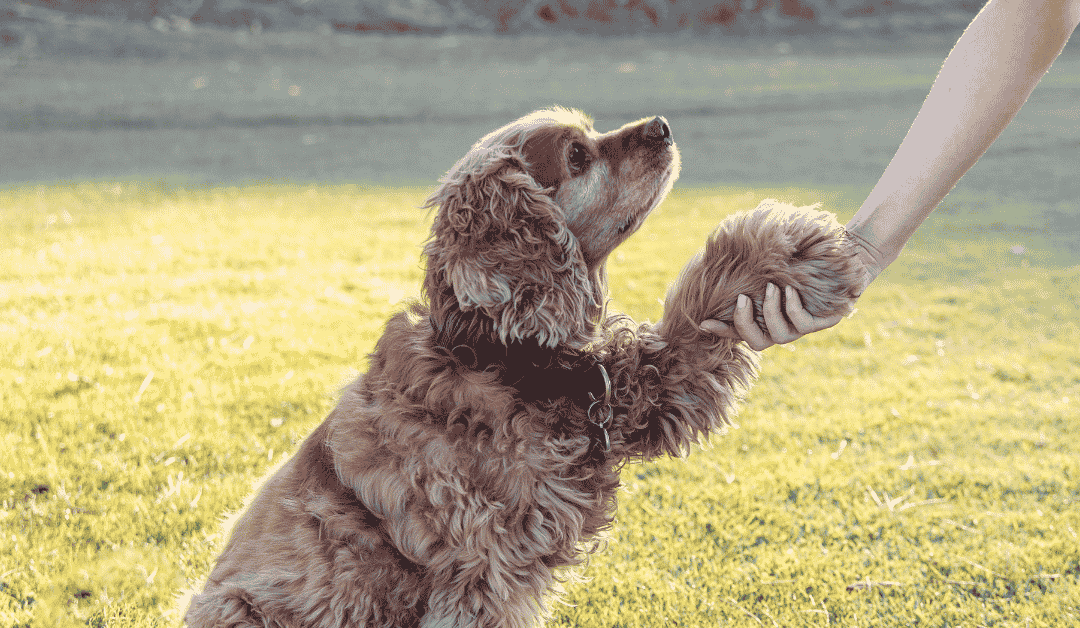 What to Expect During Your Pet’s First Pet Sitting Visit with PCPSI