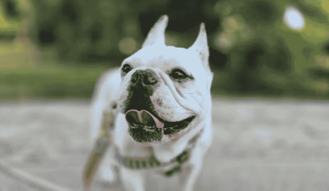 What to Expect During Your Dog’s First Walk with PCPSI