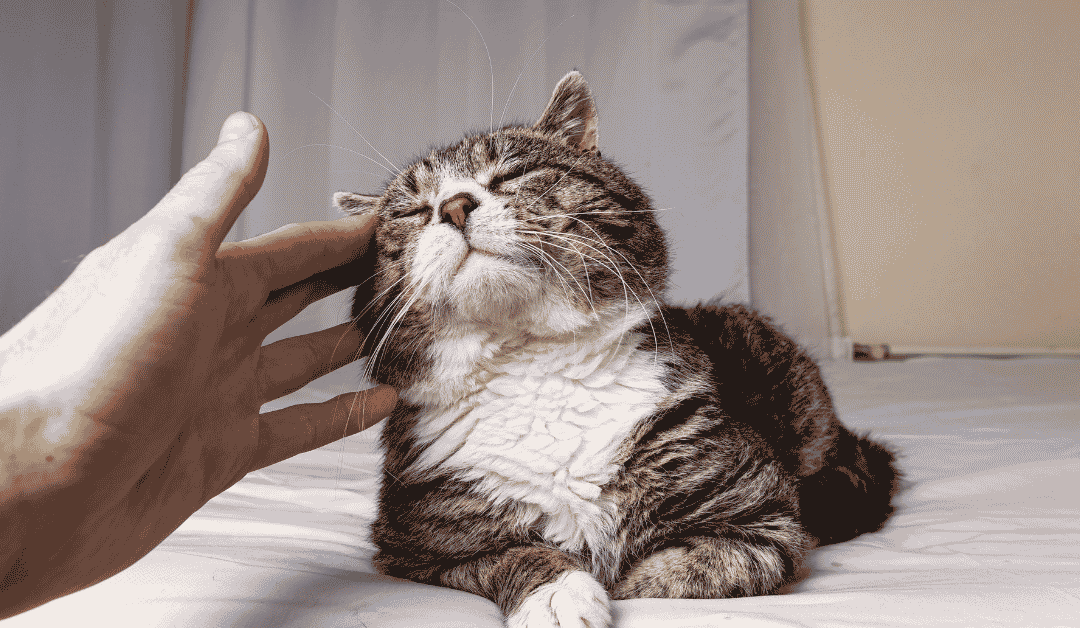Pet Sitting vs. Boarding in Dallas, TX: Which Option Offers the Best Value?