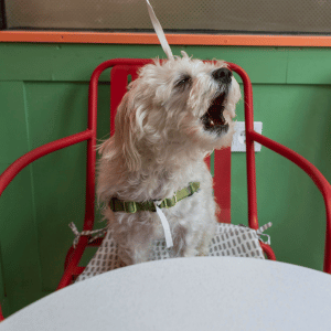 Dallas dog barking 