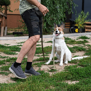 Dallas dog on a walk 