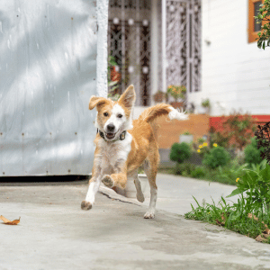 Dallas dog running