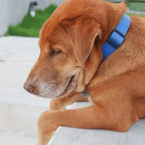 overweight dog in Dallas