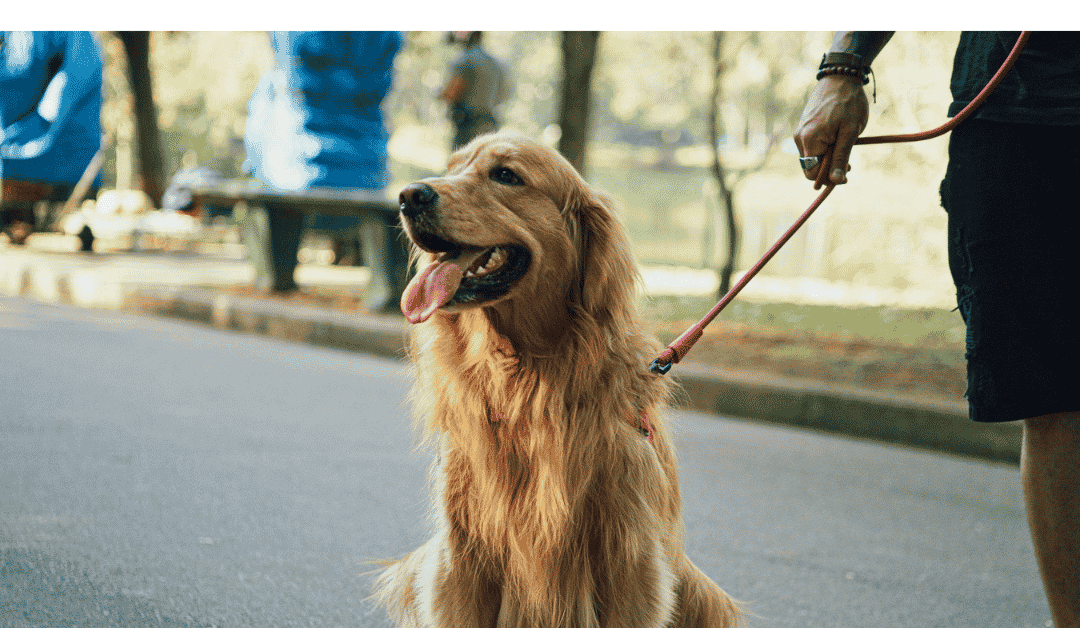 Signs Your Dog Could Benefit from Regular Walks