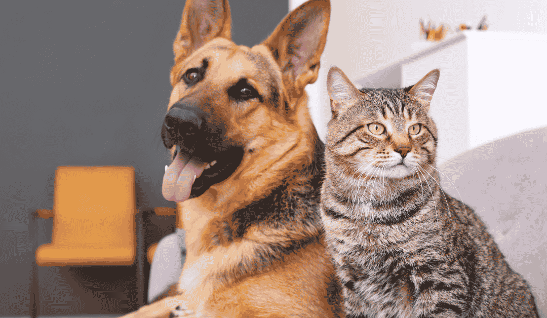 Coming Soon: A New Look for Dallas’ Most Trusted Pet Care Providers