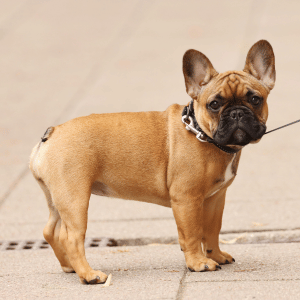 dog walker with dog in Dallas, Texas home