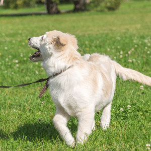 dog on a walk with a Park Cities Pet Sitter dog walker