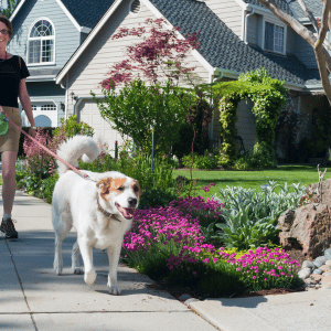 dog on a walk with a Park Cities Pet Sitter dog walker