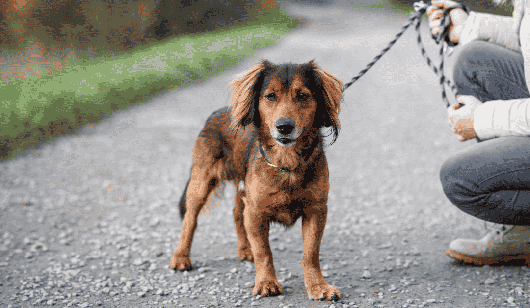 5 Ways We Personalize Dog Walks to Fit Your Dog